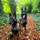 Purebred Belgian Malinois Puppies for Sale